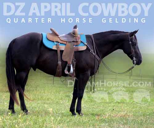 Horse ID: 2261839 DZ April Cowboy