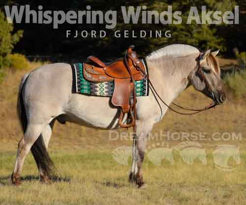 Horse ID: 2261878 Whispering Winds Aksel