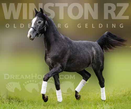 Horse ID: 2261896 Winston RZ