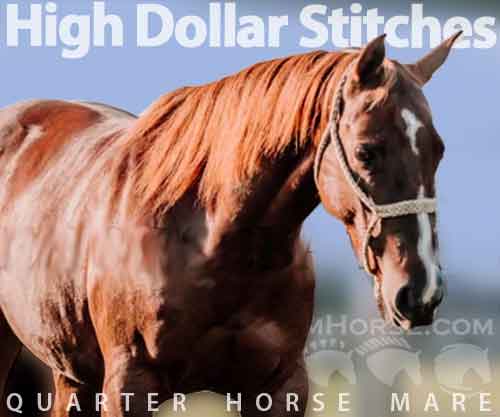 Horse ID: 2261987 High Dollar Stitches