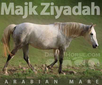 Horse ID: 2262074 Majk Ziyadah