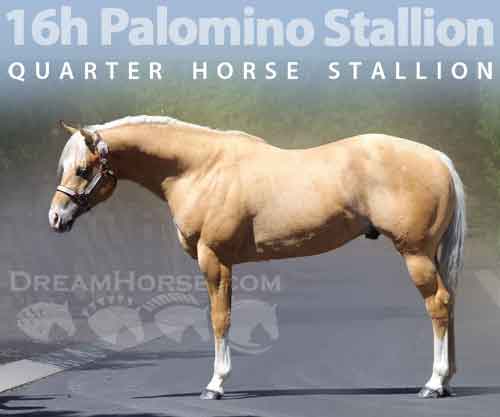 Horse ID: 2262176 16h Palomino Stallion w/Chrome Dressge/Jumping/WE