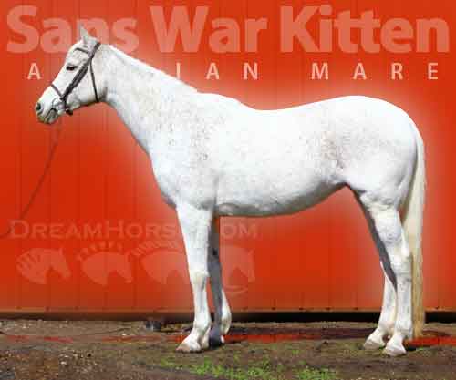 Horse ID: 2262211 Sans War Kitten