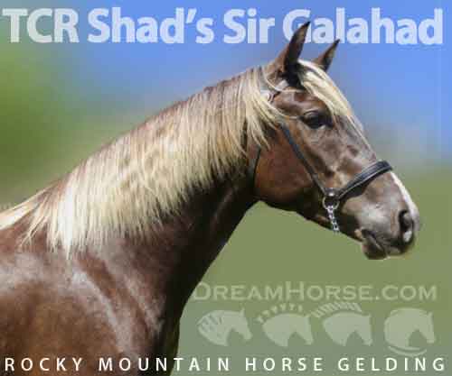 Horse ID: 2262238 TCR Shad’s Sir Galahad
