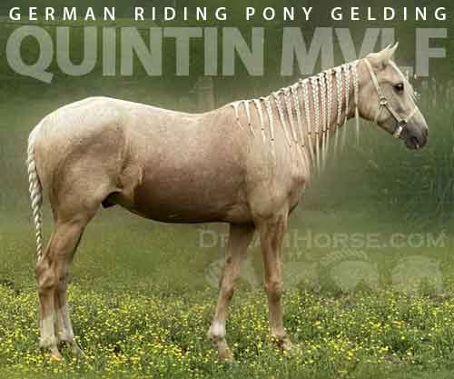 Horse ID: 2262308 Quintin MVLF