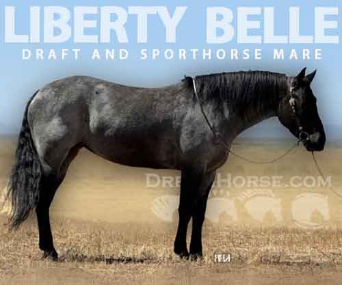 Horse ID: 2262364 LIBERTY  BELLE