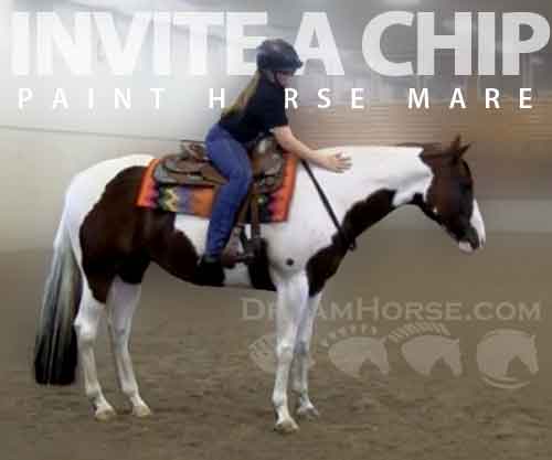 Horse ID: 2262412 INVITE A CHIP