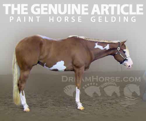 Horse ID: 2262414 THE GENUINE ARTICLE