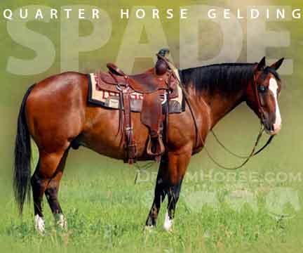 Horse ID: 2262453 Spade