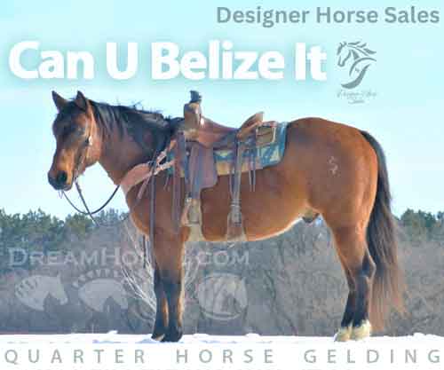 Horse ID: 2262459 Can U Belize It