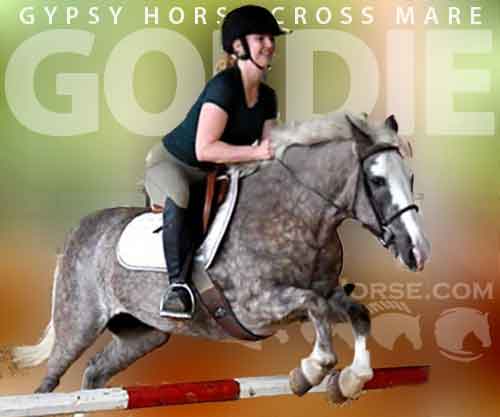 Horse ID: 2262468 Goldie