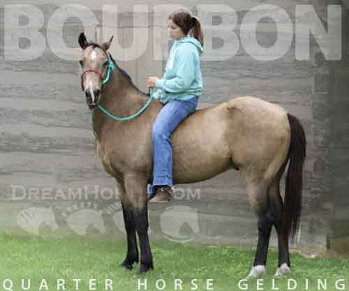 Horse ID: 2262497 Bourbon