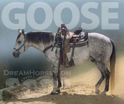 Horse ID: 2262511 Goose