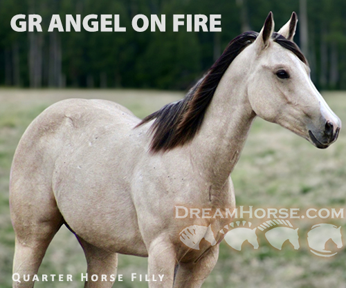 Horse ID: 2262531 GR ANGEL ON FIRE