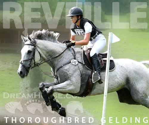 Horse ID: 2262533 Reveille