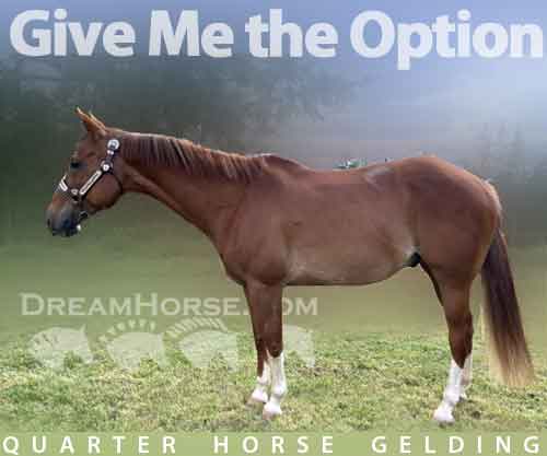 Horse ID: 2262578 Give Me the Option