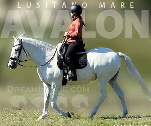Horse ID: 2262664 Avalon