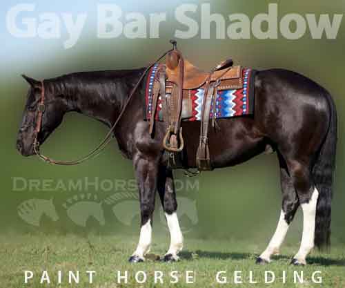 Horse ID: 2262701 Gay Bar Shadow