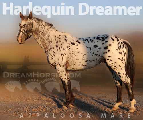 Horse ID: 2262728 Harlequin Dreamer