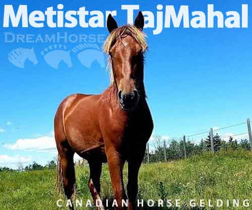 Horse ID: 2262739 Metistar TajMahal Epic