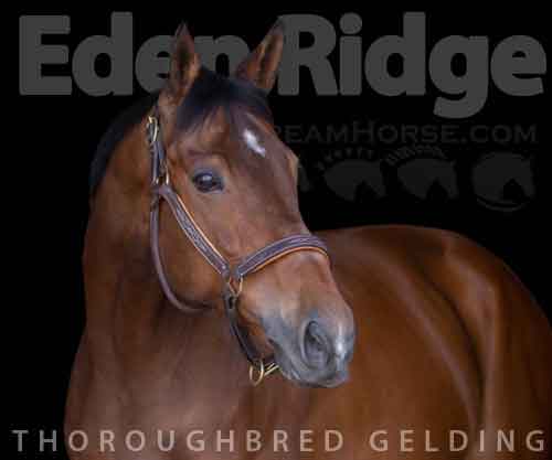 Horse ID: 2262813 Eden Ridge