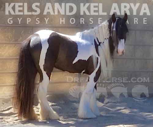 Horse ID: 2262831 KELS AND KEL ARYA