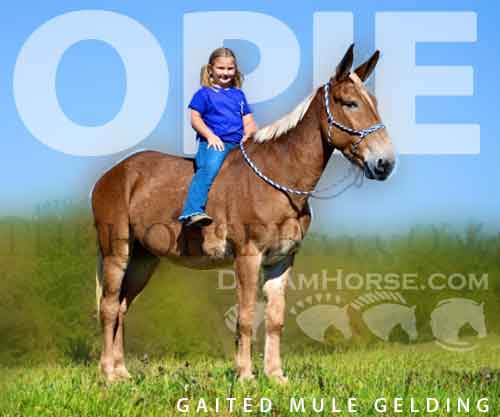 Horse ID: 2262926 Opie