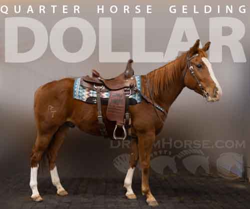 Horse ID: 2262962 Dollar