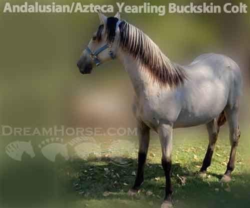Horse ID: 2262976 Andalusian/Azteca Yearling Buckskin Colt