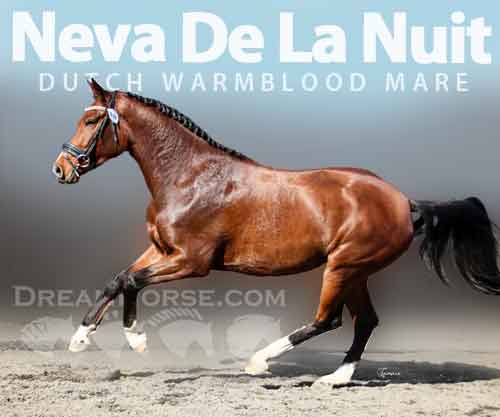 Horse ID: 2262985 Neva De La Nuit ECE