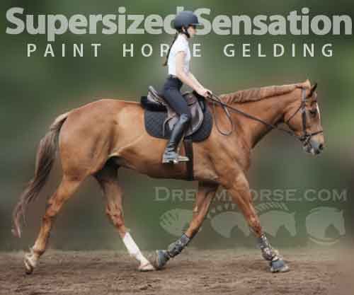 Horse ID: 2263062 Supersized Sensation