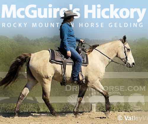 Horse ID: 2263150 McGuire's Hickory