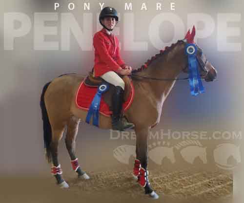 Horse ID: 2263241 Penelope
