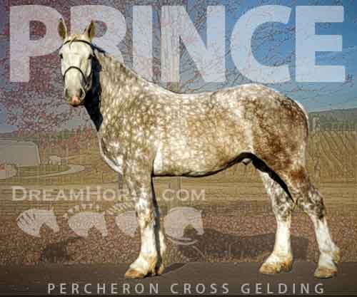 Horse ID: 2263302 Prince