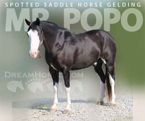 Horse ID: 2263312 Mr. Popo