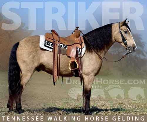 Horse ID: 2263335 STRIKER