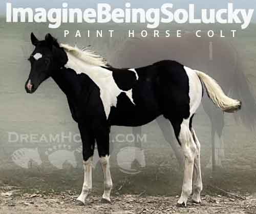 Horse ID: 2263473 ImagineBeingSoLucky
