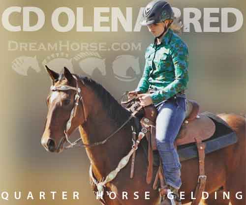 Horse ID: 2263535 CD Olena Bred