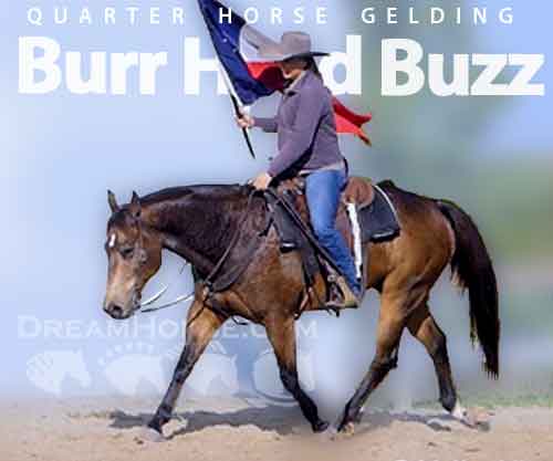 Horse ID: 2263541 Burr Head Buzz