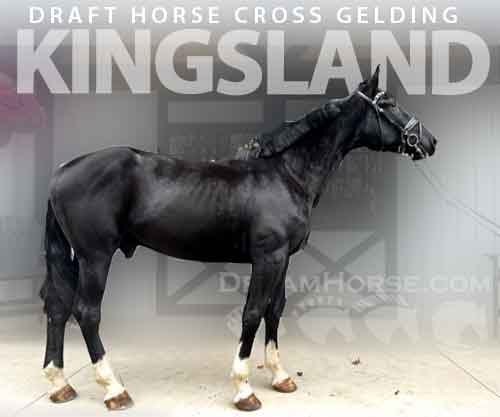 Horse ID: 2263666 Kingsland