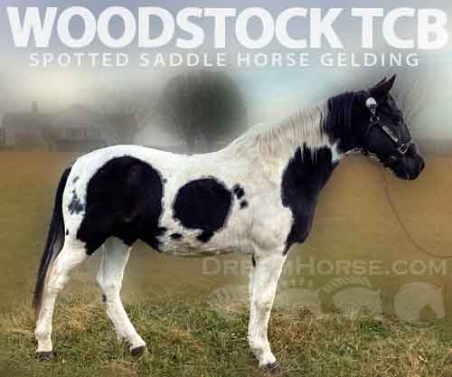 Horse ID: 2263667 WOODSTOCK TCB