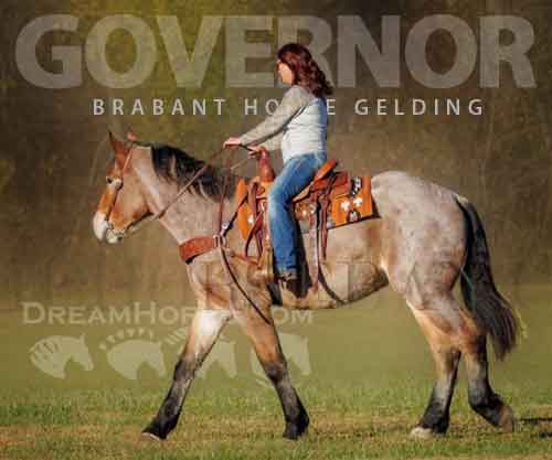Horse ID: 2263702 Governor