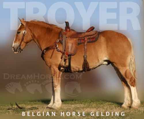 Horse ID: 2263703 Troyer