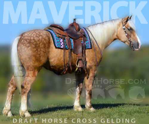 Horse ID: 2263793 Maverick