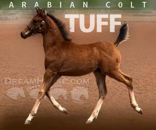 Horse ID: 2263805 Tuff - registration name pending