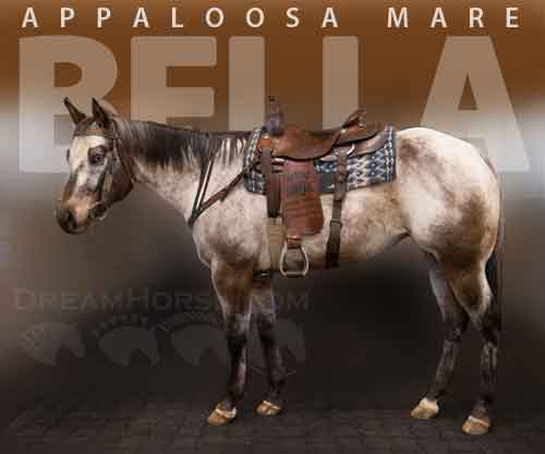 Horse ID: 2263819 Bella