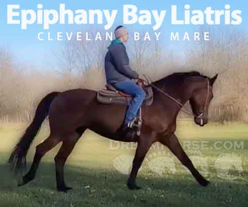 Horse ID: 2263907 Epiphany Bay Liatris