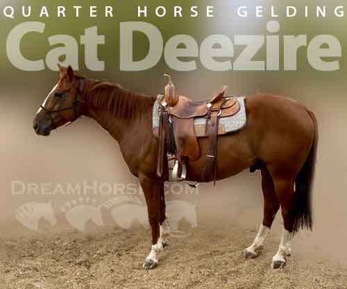 Horse ID: 2263933 Cat Deezire