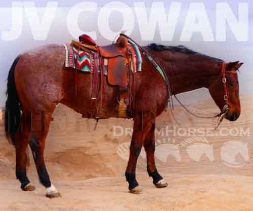 Horse ID: 2264191 JV Cowan