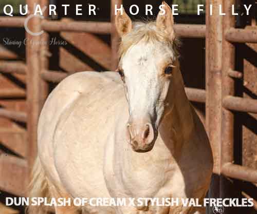 Horse ID: 2264193 DUN SPLASH OF CREAM X STYLISH VAL FRECKLES